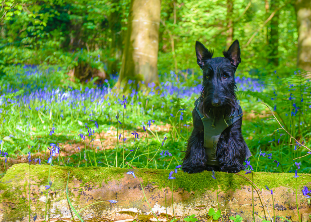 #22. Scottish terriers